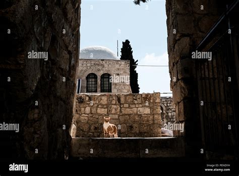 A Cat Stands At The Entrance To The Rooftop Observatory Above The