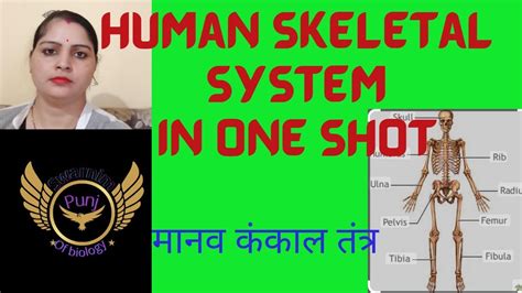 Human Skeletal Systemhuman Skeletal System With Ncert And Competition