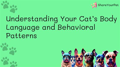 Understanding Your Cats Body Language And Behavioral Patterns — Share