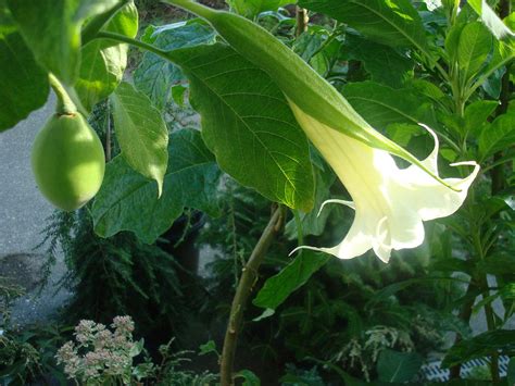 Бругмансия древовидная (Множество фото) - treepics.ru