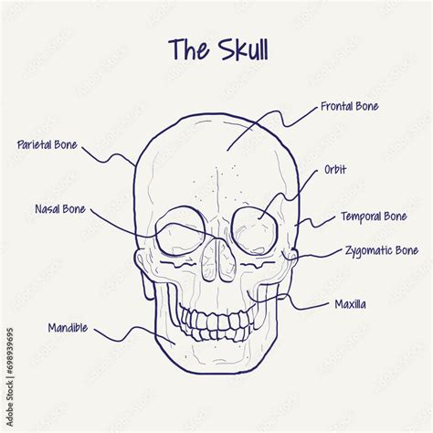 human skull human skull bones structure diagram schematic vector