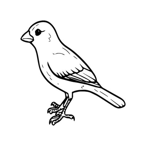 Premium Vector Sparrow Coloring Pages Sparrow Bird Outline Vector For