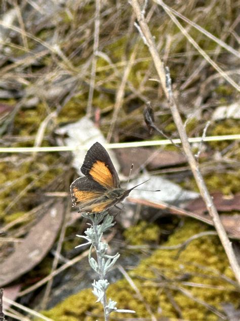 Eltham Copper Butterfly From Castlemaine Botanical Gardens Castlemaine