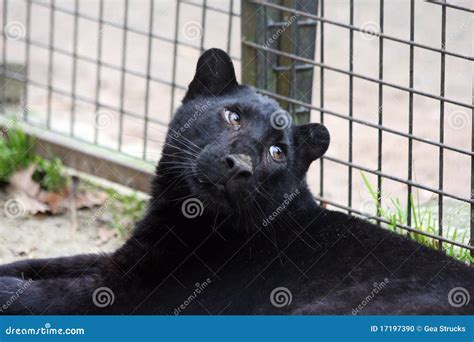 Baby Black Panther Images Animal - akubudakkkb3