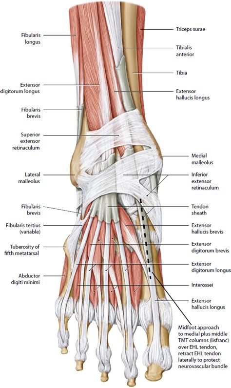 Foot And Ankle Musculoskeletal Key