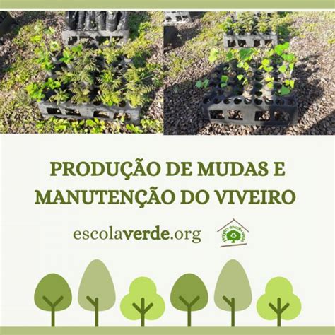 PRODUÇÃO DE MUDAS E MANUTENÇÃO DE VIVEIRO Programa Escola Verde