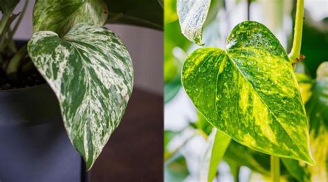 Marble Queen Pothos Vs Golden Pothos What S The Difference