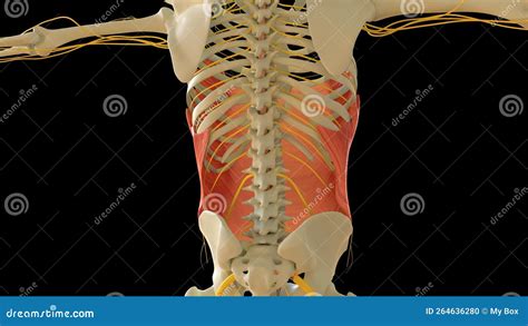 Anatomie Des U Eren Bauchmuskels F R Das Medizinische Konzept D