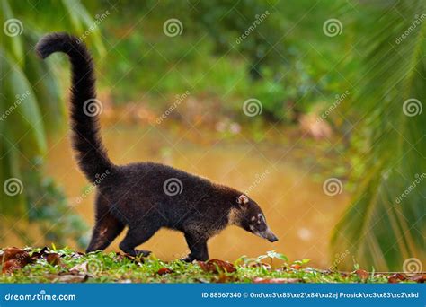 Raccoon Procyon Lotor Walking Around River In National Park Manuel