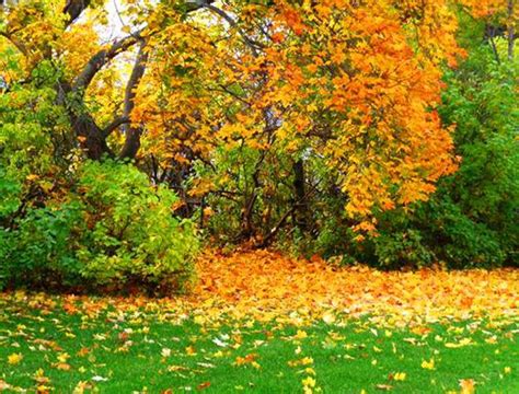 Bright Fall Garden Design And Natural Yard Lndscaping Ideas