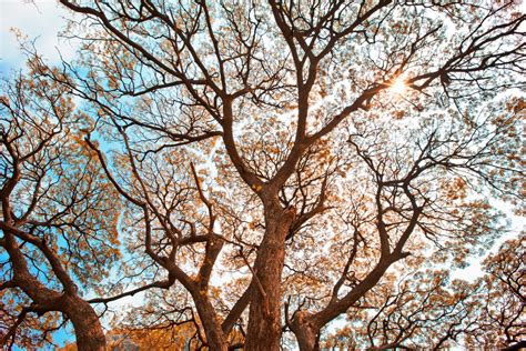 What S The Window For Ottawa Tree Removal Croft Tree Experts