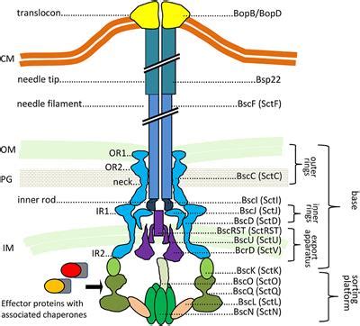 Frontiers Bordetella Type III Secretion Injectosome And Effector Proteins