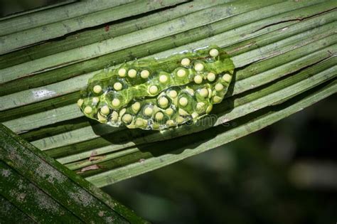 Close Up Of Red Eyed Tree Frog Agalychnis Callidryas Eggs Laid On A