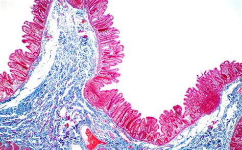 Nuevo mecanismo de células madre en el intestino Celulas Madrela