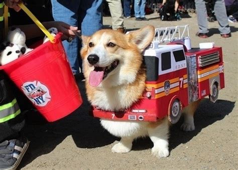 Top 45 Trendy Firefighter Dog Names - PetPress