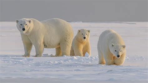 El Oso Polar ¿es Realmente Blanco ¿cómo Es Su Pelaje