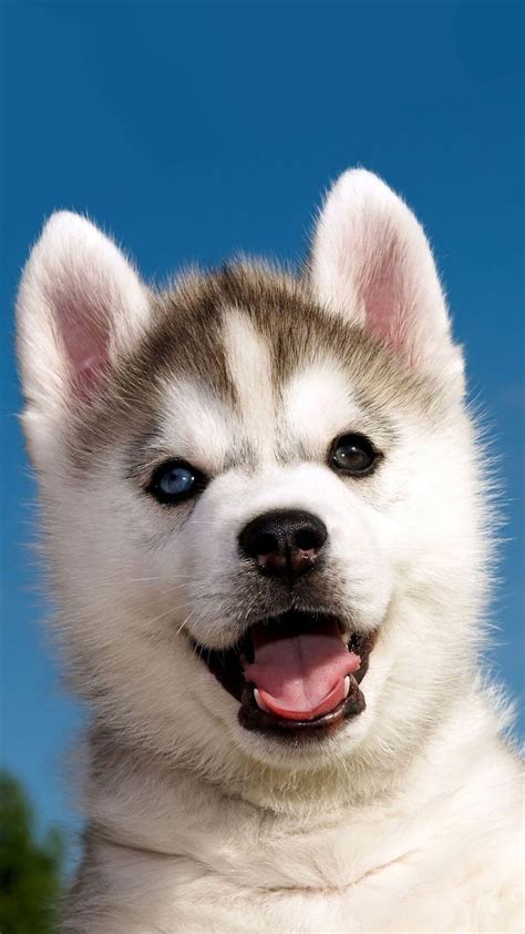 Cute Husky Puppies Wallpaper