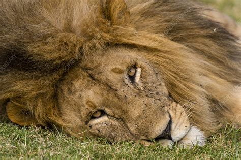 Male Lion Laying On Grass Stock Image C054 7837 Science Photo Library