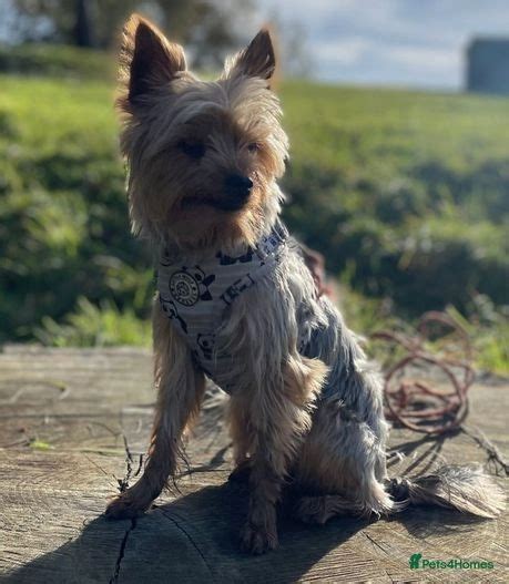 Yorkshire Terrier For Stud Heathfield Pets4homes