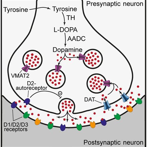 A Traditional Dopaminergic Neuron Th Tyrosine Hydroxylase Aadc