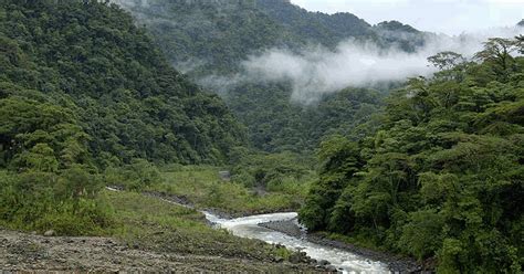 ECOSISTEMAS DE COSTA RICA BOSQUE TROPICAL OMBRÓFILO DE BAJA MONTAÑA