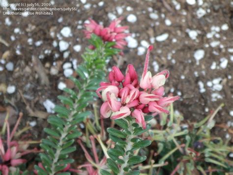 PlantFiles Pictures Grevillea Spider Flower Woolly Grevillea Mt