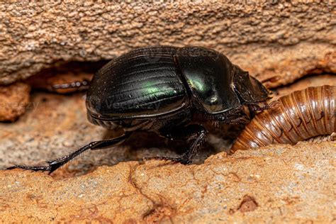 Adult Small Dung Beetle Stock Photo At Vecteezy