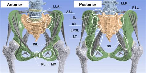 The Positions And Names Of Ligaments In A Pelvic Model Of Patient 1