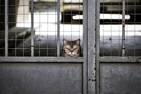 10000 Free Garfield Image And Background Image Images Pixabay