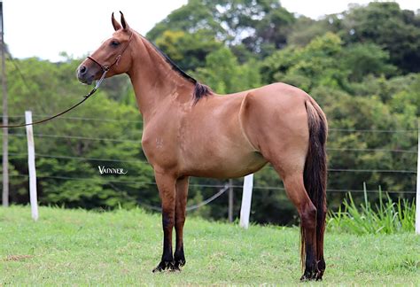 ÉGUA PRENHA RAVENA DO BAMBUZAL Ponto da Marcha