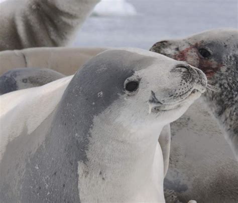 Chilean Scientists Used These Seals As Spies To Dive Into Antarctic