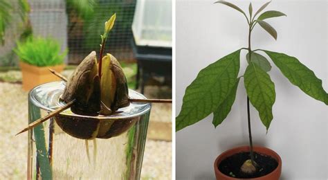 Dal Seme All Albero Come Coltivare Una Pianta Di Avocado A Partire Dal