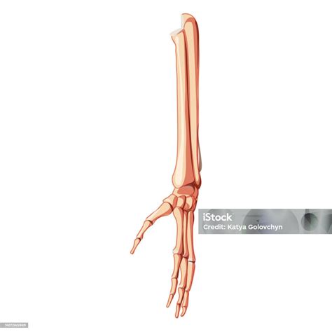 Forearms Skeleton Human Front Anterior Ventral View Set Of Ulna Radius