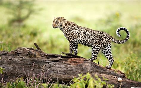 Wild Animals Wallpapers High Resolution