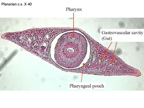 Planaria Diagram Cross Section