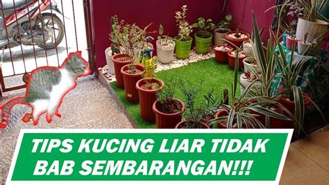 Cara Mengusir Kucing Liar Bab Sembarangan Di Halaman Rumah Youtube