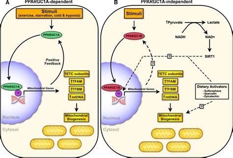 Mitochondrial biogenesis overview. a PPARGC1A-dependent mitochondrial ...