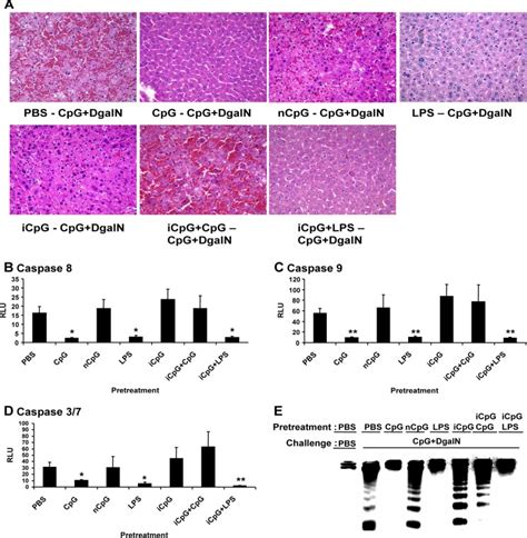 Protective Effects Of Cpg Dna Pretreatment On Cpg Dna D Galn Induced