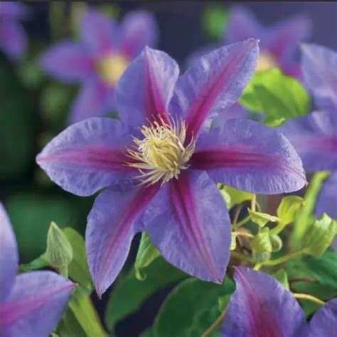 Clematis Barbara Jackman ThinkPlants