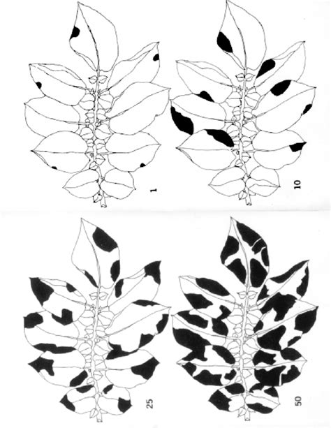 Assessment Of Percentage Of Leaf Area Affected By Late Blight Within Download Scientific