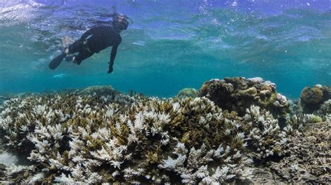 Mass Coral Bleaching Hits The Great Barrier Reef Again