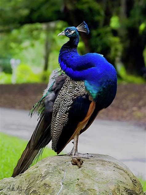 Beautiful Female Peacock Photograph by Mike Mafera - Fine Art America