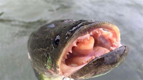 Invasive Frankenfish That Survives On Land Is Found In Missouri