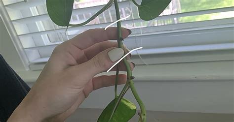 Pothos Nodes Album On Imgur