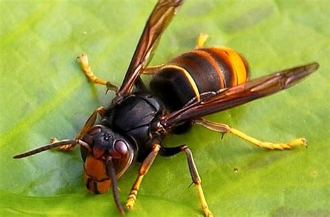 La Vespa Velutina Devasta España