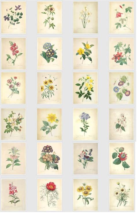 50 Beautiful Free Vintage Botanical Prints Free Printable