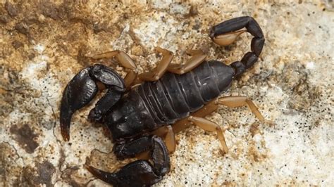 Scorpion Names With Meanings 220 Fun Ideas