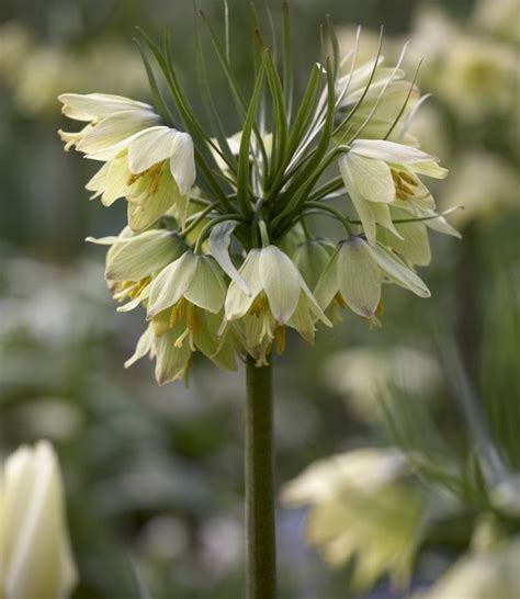 Fritillaria Raddeana Striking Softgreen Flowers Tulip Store