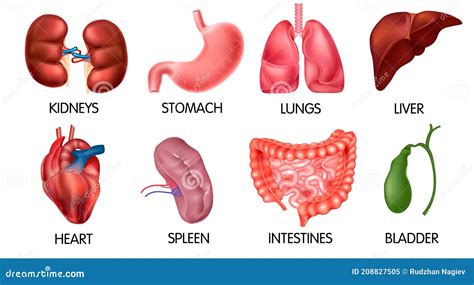 Conjunto De Iconos De órganos Internos Humanos Realistas Ilustración