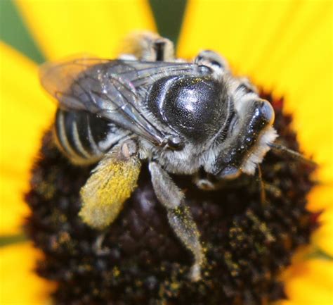 Bee With Fuzzy Yellow Legs Melissodes Bugguidenet